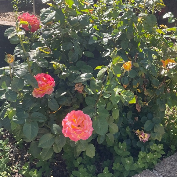 izzyc0616